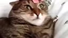 Кот в шоке от петуний. (YouTube)