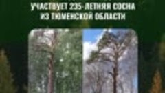 Сосна из Тюменской области участвует в конкурсе Российское д...