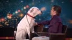 Dog sings Whitney Houston - Belgium&#39;s Got Talent - VTM