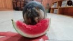 awesome sound when marmot eats watermelon