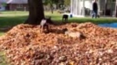 Веселые собаки играются в листьях