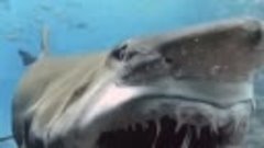 У акул верхняя челюсть располагается ниже черепа, но она под...