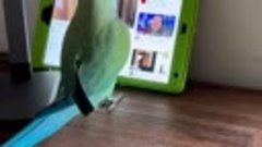 Даже попугаи залипают в интернете