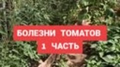 Самые распространенные болезни томатов и способы их лечения