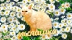 Самые милые котики - Котята - поднимут Вам настроение_2019_!...