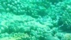 Кораллы возле утопия остров в Хургаде