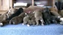 Щенки Питбультерьер(2 недели) и их мама.Pit Bull Puppies.ピット...