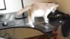 Как отучить своего кота ходить по столу. Краткое вам пособие