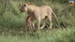 лев защитил телёнка гну от другого льва