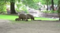 В Московском зоопарке родились капибарята
