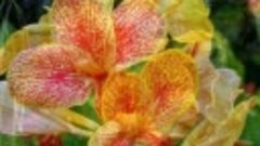 Цветочный рай (ОРХИДЕИ 3)музыка Рольфа Ловланда