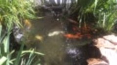 Карловы Вары Рыбы в фонтане на Вест энде