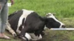 Жители деревни Лопатино пытаются спасти брошенную корову, ко...