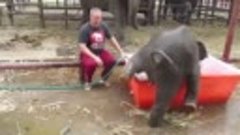 Слонёнок принимает ванну