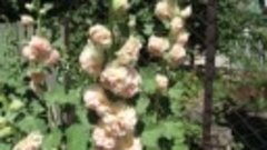 Мальва - суперцветок для беплодного уголка сада