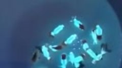 Светящиеся флуоресцентные рыбки ГлоФиш. Канал:https://ok.ru/...