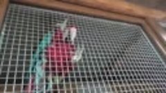 Радуга Ара))) Ара тоже любят гостинцы! Rainbow Ara))) Macaws...