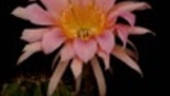 
Echinopsis hybrid orange-pink