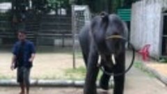 Тайланд о. Самуи шоу слонов 07.11.2018 года
