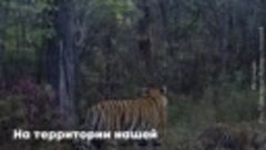 Как в России оберегают амурских тигров?