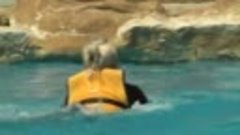 Египет Хургада отпуск 20.05.2014 Купания с дельфинами!!!