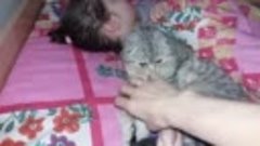 Кошка и Ребенок Спят Вместе Ночью 😻 Коты и дети Видео про ж...