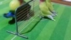 Спортивные попугаи 🦜 

Чемодан 🧳 Подписаться🦋