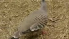 Crested Pigeon (Ocyphaps lophotes) - Spitzschopftaube [2]