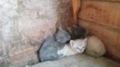 Мои котята.mp4