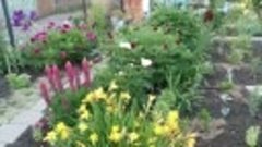 В саду Александры Поляковой - цветы июня. Тульская область.