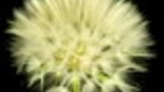 Time-Lapse_ Watch Flowers Bloom Before Your Eyes _ Short Fil...