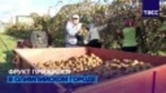 В Краснодарском Крае созрел рекордный урожай киви. Оказывает...