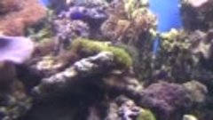 аквариум  г Москва   видео  Льва  Попова