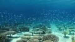 Коралловый лес - остров Окинава, Япония