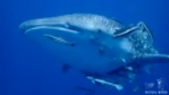 Китовая акула у острова Ко-Нгам-Яй | Дайвинг в Чумпхоне, Таи...