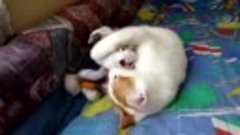 Котик играет с плюшевым зайцем
