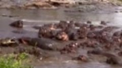 Бегемоты разрывают крокодила редкие кадры)
