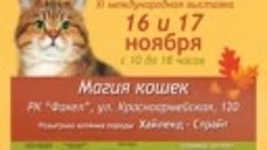 Международная выставка Магия кошек 16-17 ноября