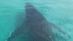 Близкая встреча с молодым горбатым китом в Коралловом заливе...