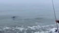 Акула заплыла в Татарский пролив (о. Сахалин) 