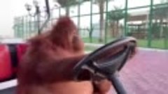 Orangutan driving golf cart like in The Sopranos