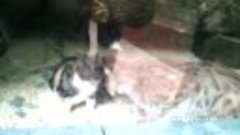 Кошка Дуся и рысь Линда