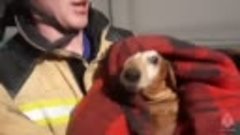 Пожарные спасли собаку, кошку и двух её котят из огня в жило...