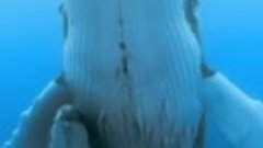 Мать с детенышем Горбатый кит
