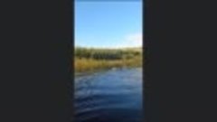 Волк переплыл реку в Якутии