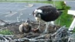 Big fish supper for Hellgate Ospreys. 21.21 - 27 June 2018