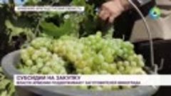 ⚫ Новые меры поддержки компаний-заготовителей винограда ввел...