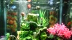 How to combine the beta fish with other species of fish (all...