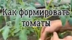 Как формировать томаты
