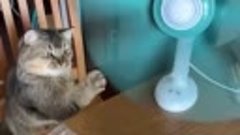 Кот и вентилятор